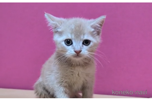 成約済の東京都のマンチカン-93194の3枚目